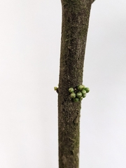 Microtropis wallichiana