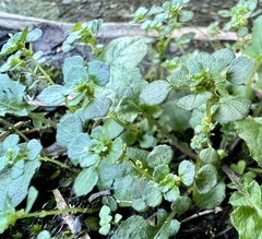 Pilea peploides major