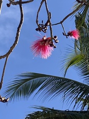 Pseudobombax ellipticum