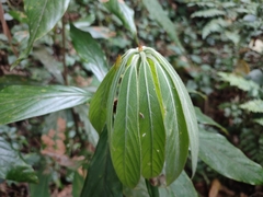 Actinodaphne bourdillonii