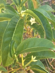 Cestrum laevigatum