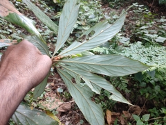 Actinodaphne bourdillonii