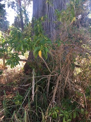Cestrum laevigatum