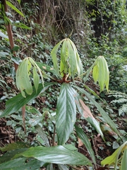 Actinodaphne bourdillonii