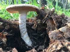 Amanita velosa