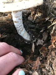 Amanita velosa