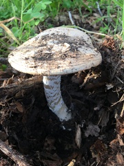 Amanita velosa
