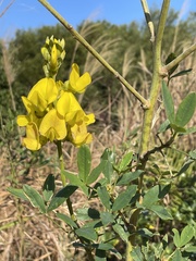 Crotalaria micans