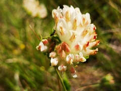 Anthyllis vulneraria alpestris