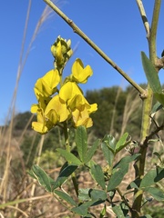 Crotalaria micans