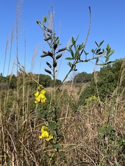 Crotalaria micans