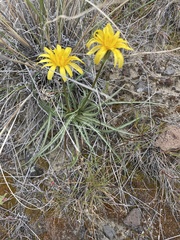 Nothocalais troximoides