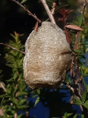 Archimantis latistyla