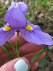 Moraea polystachya