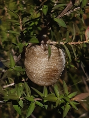 Archimantis latistyla