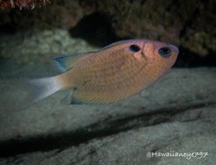 Pycnochromis pacifica