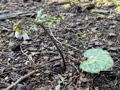 Cardamine californica