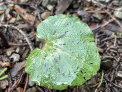 Cardamine californica