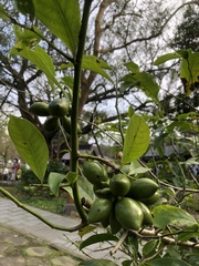 Artabotrys hexapetalus