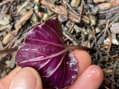 Cardamine californica