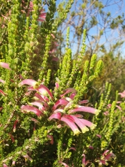 Erica densifolia