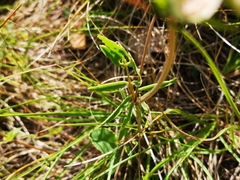 Anthyllis vulneraria alpestris