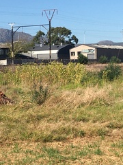 Gomphocarpus physocarpus