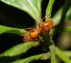 Notoncus spinisquamis