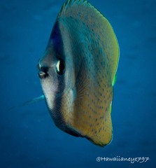 Chaetodon kleinii