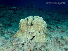 Porites