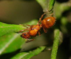 Notoncus spinisquamis