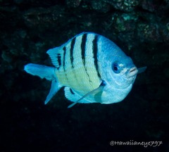 Abudefduf abdominalis