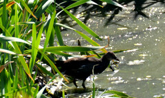 Gallinula chloropus