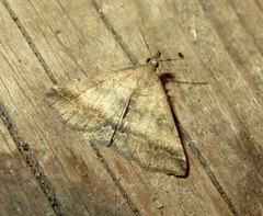 Tetanolita palligera