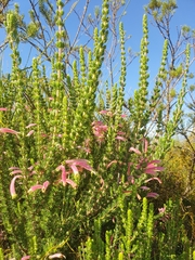 Erica densifolia