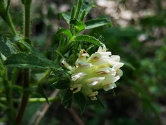 Anthyllis vulneraria alpestris