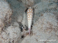 Terebra guttata