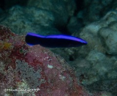 Labroides phthirophagus