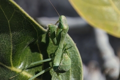 Hierodula tenuidentata