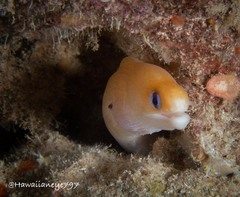 Gymnothorax melatremus