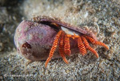 Ciliopagurus strigatus