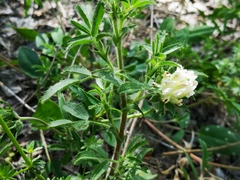 Anthyllis vulneraria alpestris