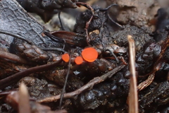 Pseudopithyella minuscula