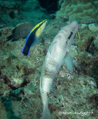 Labroides phthirophagus