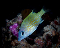 Lethrinus erythracanthus