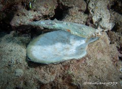 Isognomon perna