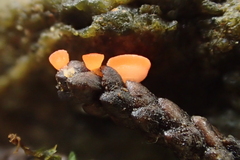 Pseudopithyella minuscula