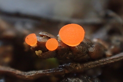 Pseudopithyella minuscula