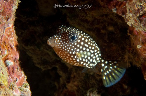 Spotted Boxfish
