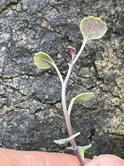 Streptanthus morrisonii